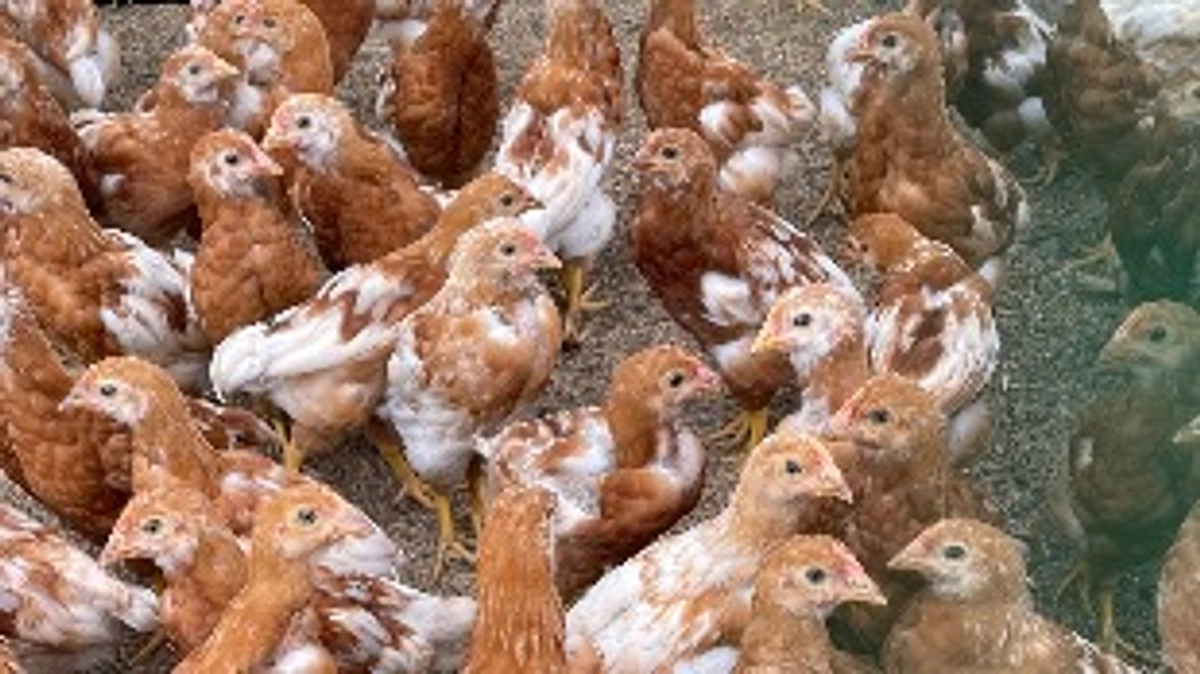  LIVE配信を行います！