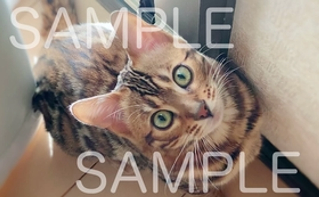 ノアくんの写真データ