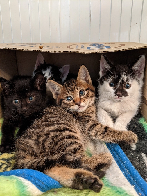 個性的な模様のもふもふ兄妹猫さんたち