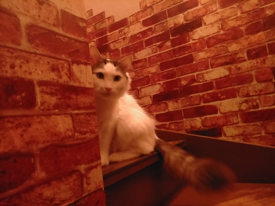 モカもトラも毎日頑張っています🥺