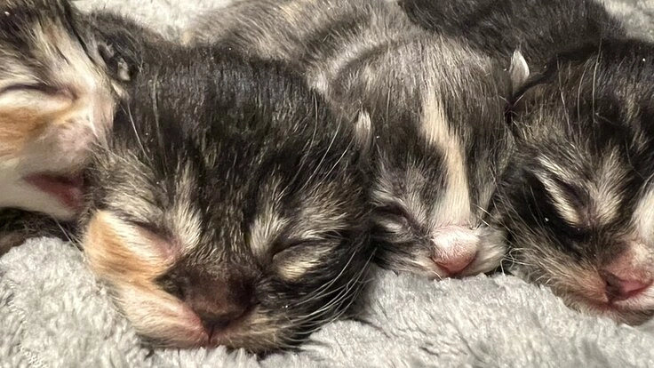 東大阪に保護猫&保護犬の居場所と地域の方が集まれる場所に!!