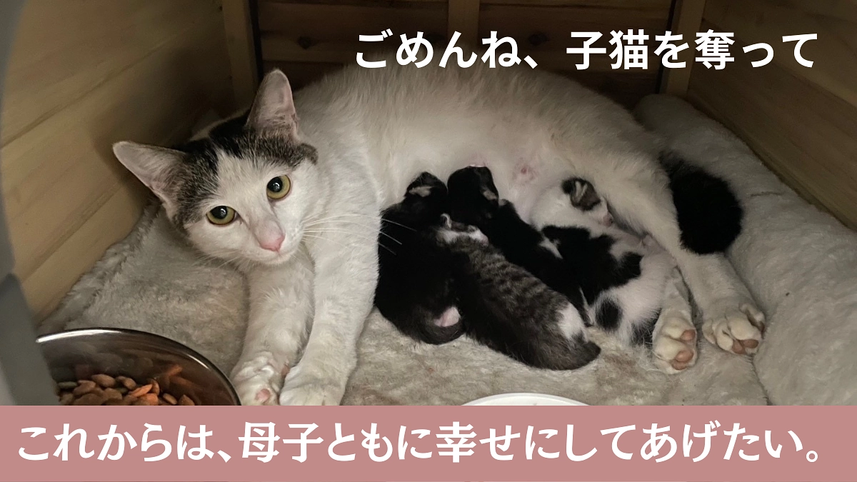 【300万円達成・ありがとうございます】母猫から子猫を奪う事はもうしたくない、一緒に幸せになろう〜！