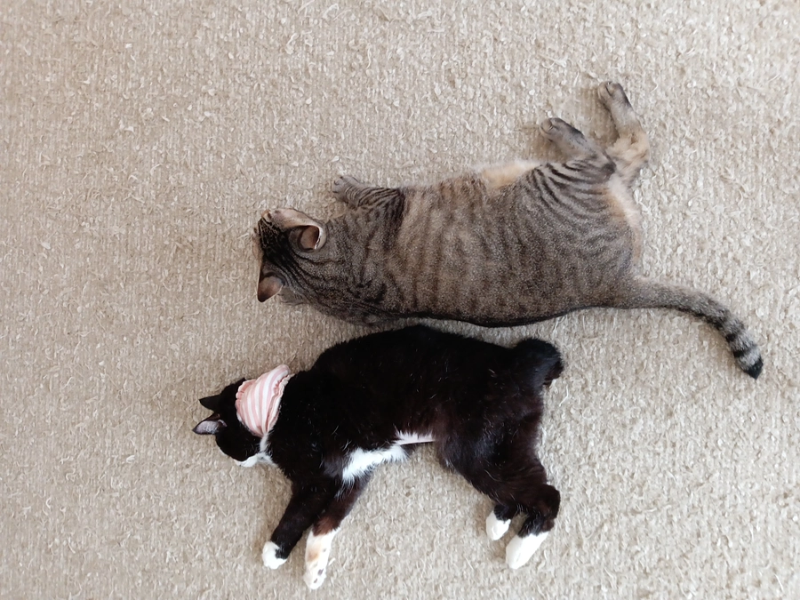 2週間ぶりの腫瘍外来