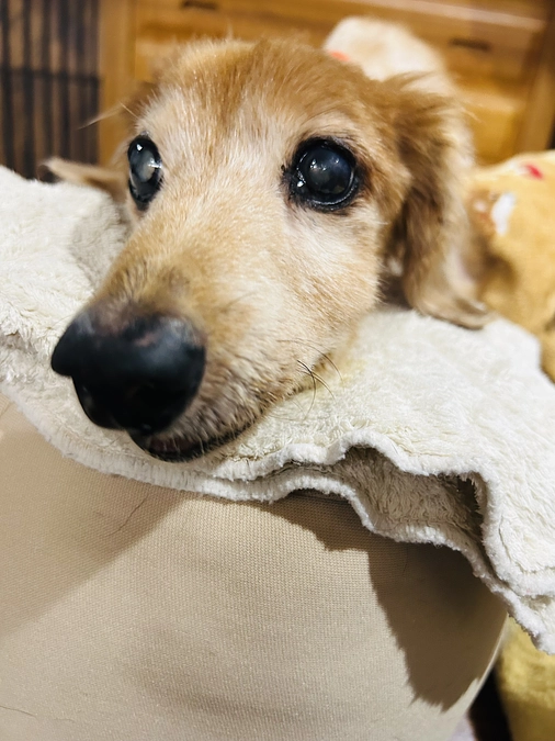 スタッフからの想い