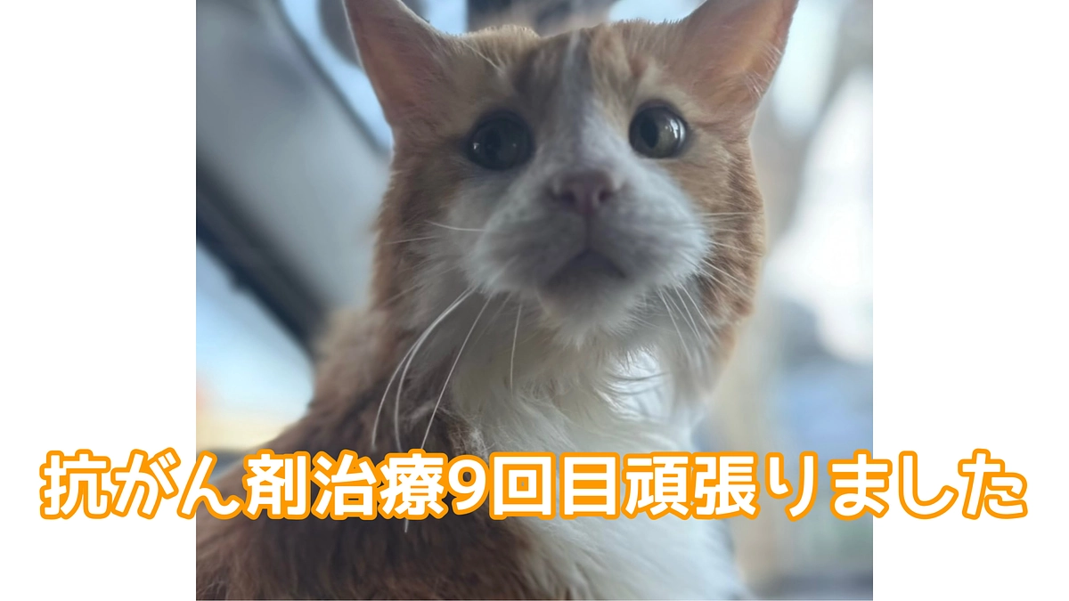 抗がん剤治療9回目