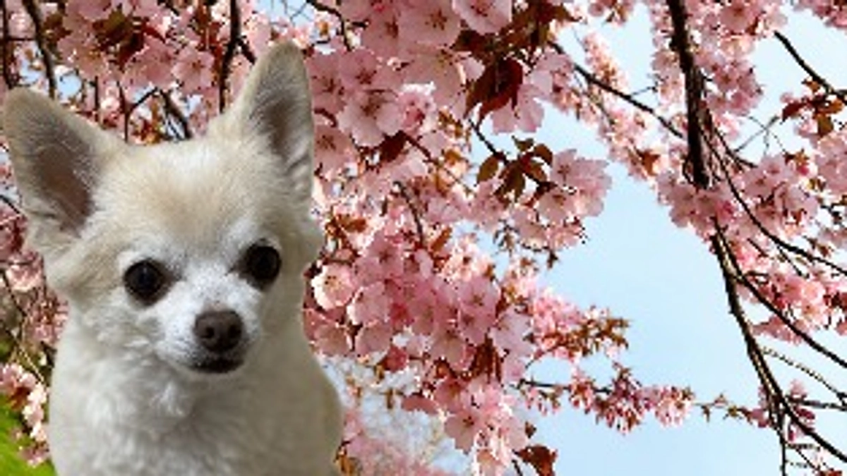 花見(飼い主のみ)