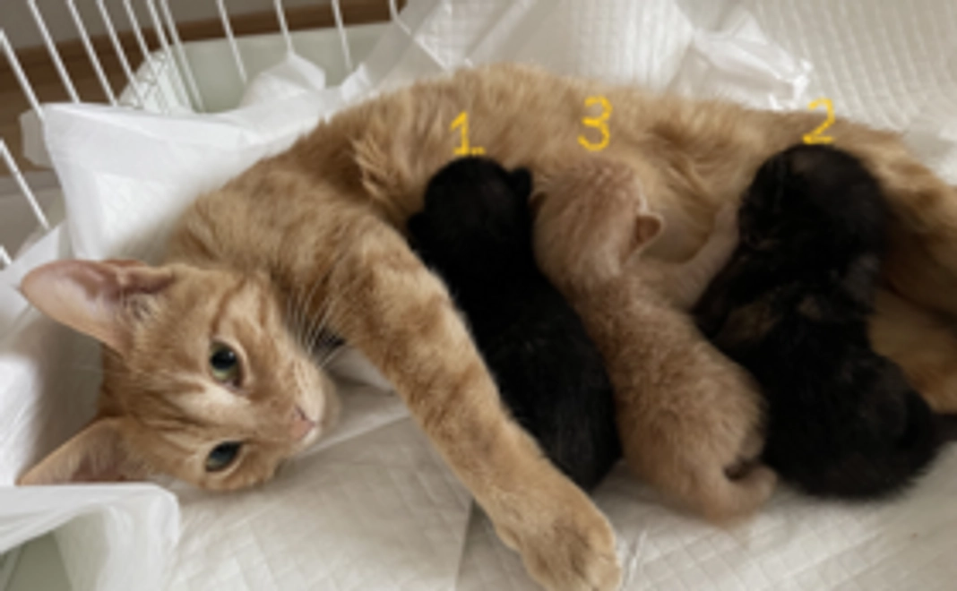 保護猫ちゃんご支援②