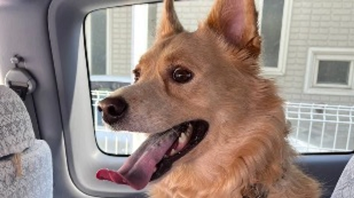 レイくん里親様から応援メッセージをいただいております！