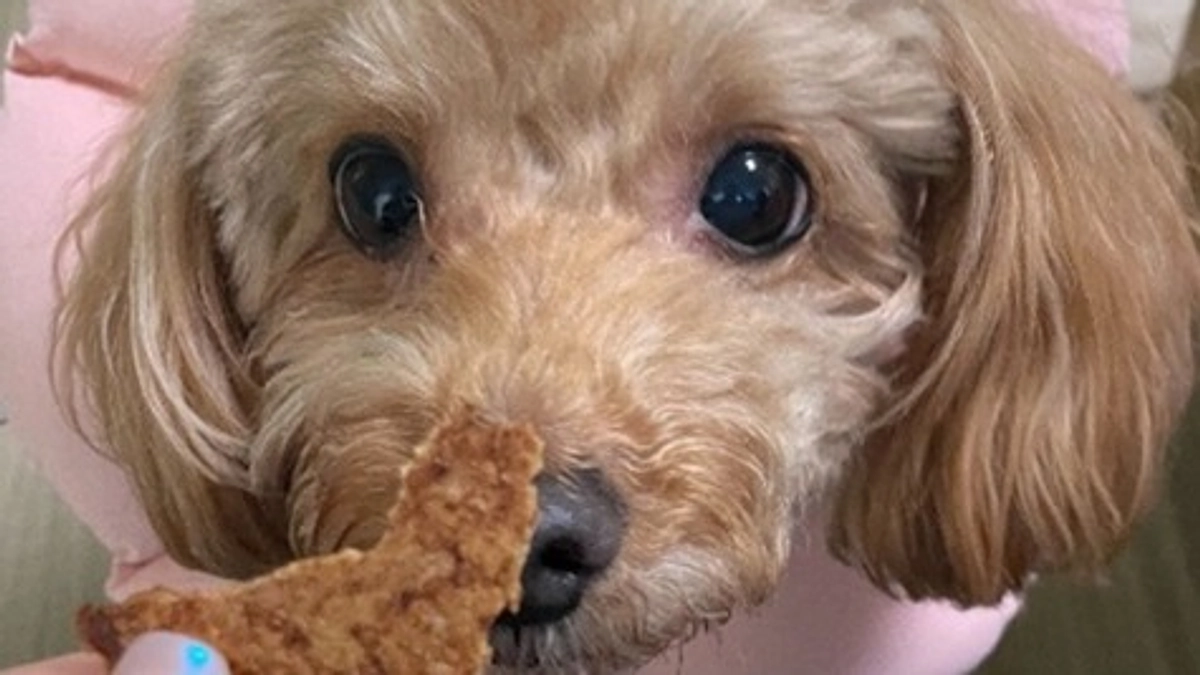 活動報告㉖｜愛犬さくらが「フリーズドライ」「手焼きせんべい」を食べてみた！【残り8日】