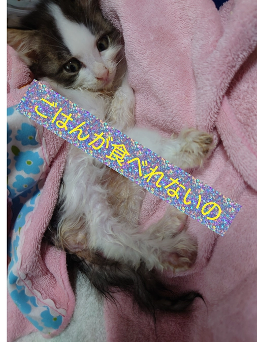 突然ご飯が食べれなくなった、おはぎちゃん！