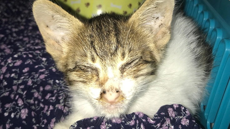 台風の前に弱って母猫に見捨てられた子猫を助けたい