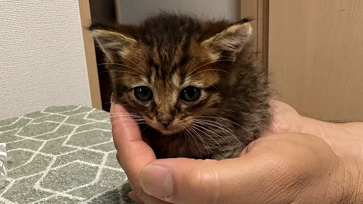 今から始動！譲渡型の猫カフェを作り猫たちを幸せにしたい