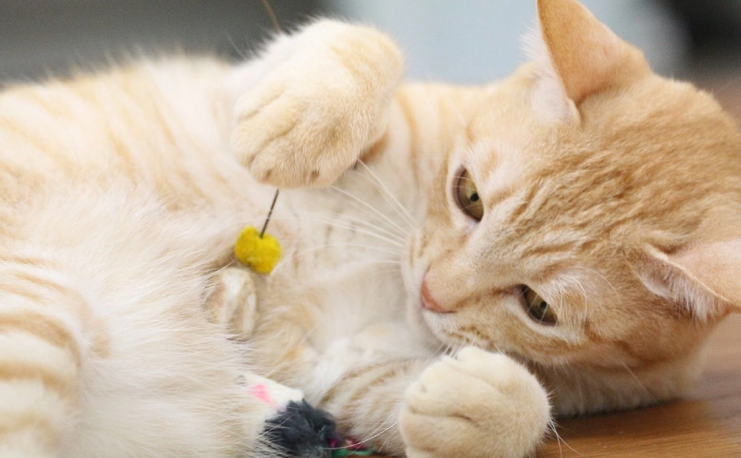 【全額ご支援】10.000円コース