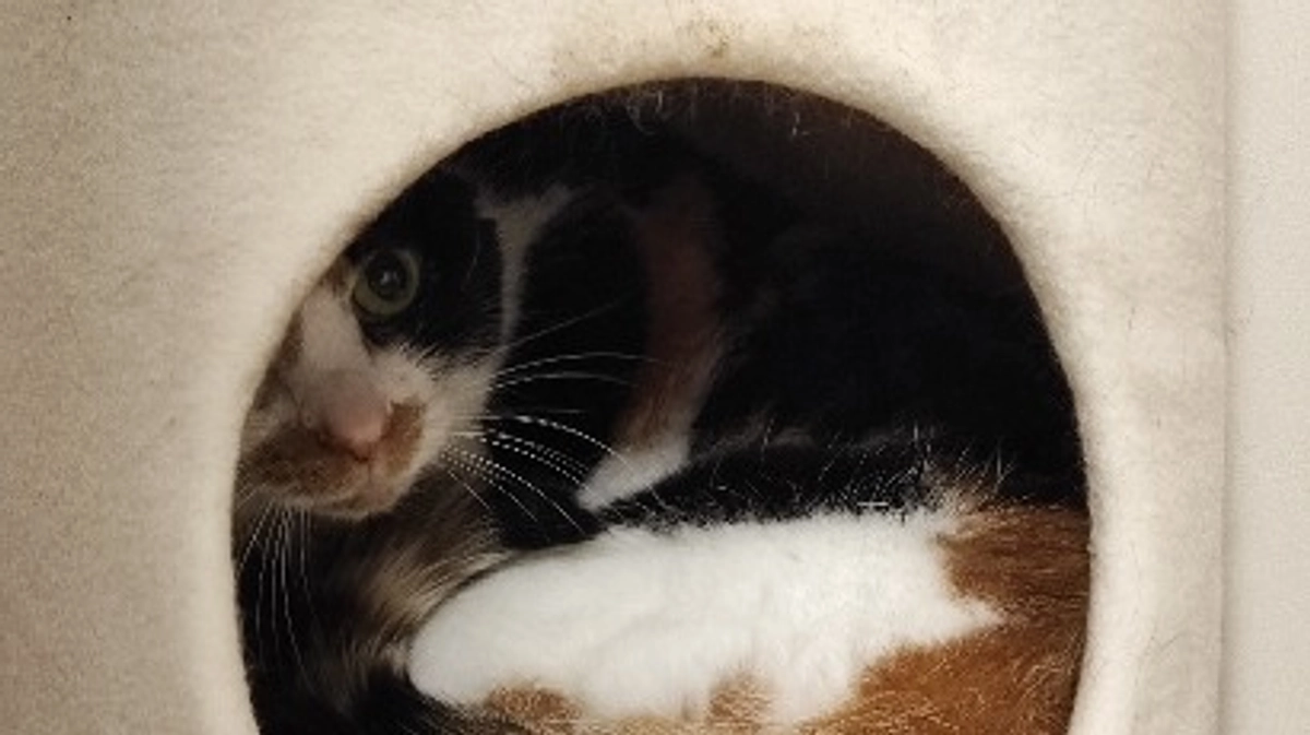 【Vol.6  3/26】退院後のリブの様子と妻の再入院