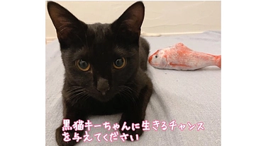 白血病の黒猫キーちゃんにFIPの治療を受けさせてあげたいです のトップ画像