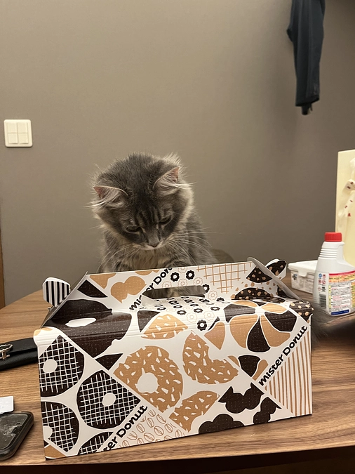 投薬67日目 ドーナッツに夢中のロア