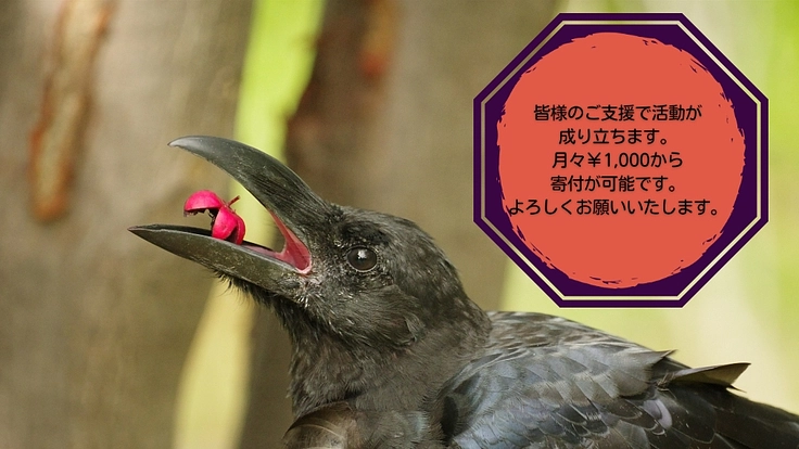 NPO法人札幌カラス研究会の活動費を維持したい