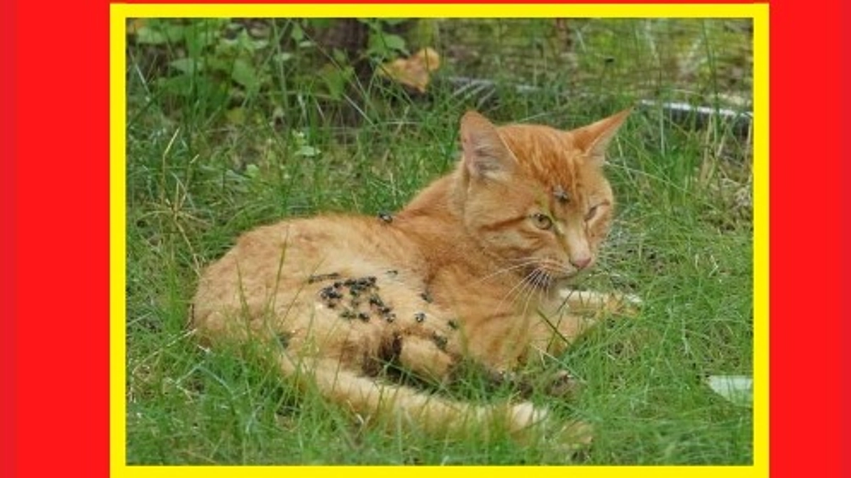 【ご支援総額200万円達成の御礼✨】北海道の茶とらさんを探しています。