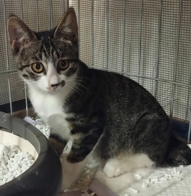 里親募集しております！