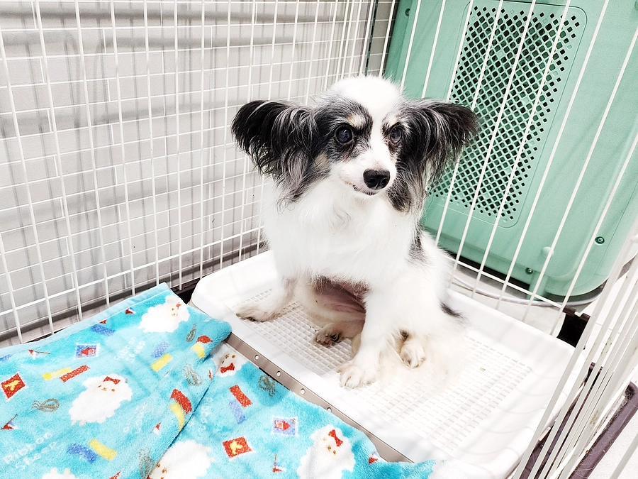 本日のチョコちゃん！（6月17日）