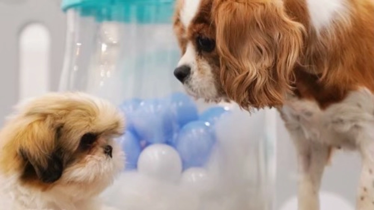 リターンのお届けが完了しました！