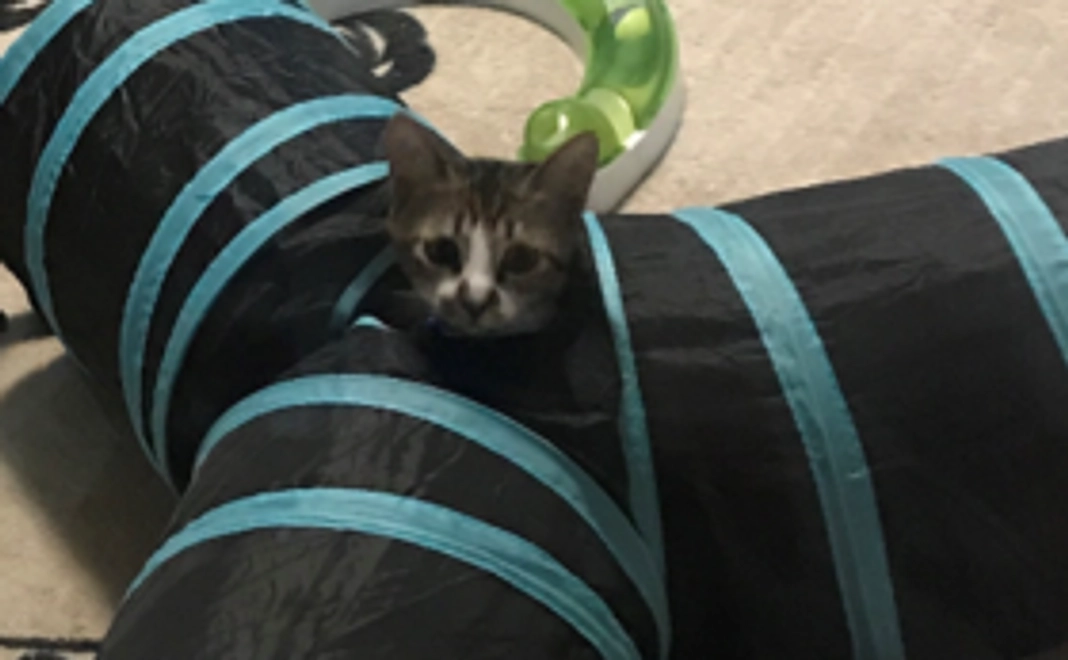 お礼のメールとポストカード（絵柄ランダム）２枚