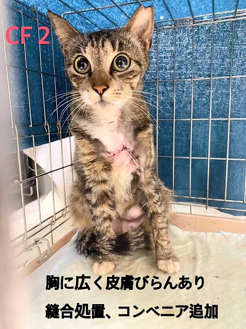 CF１～CF１１まで