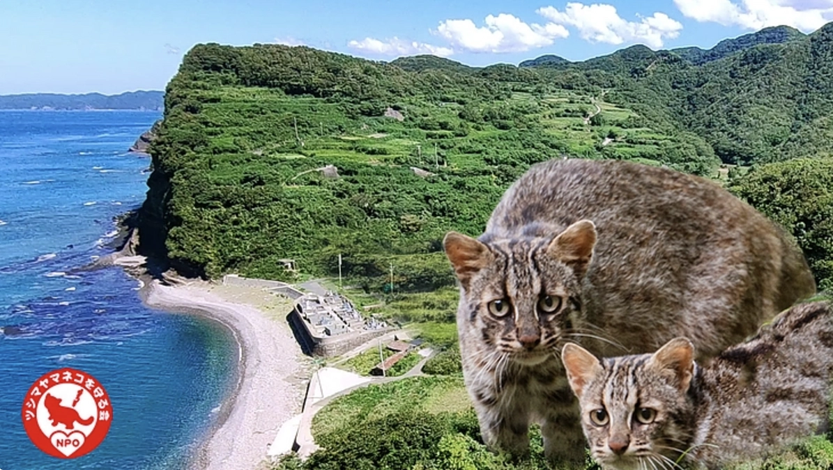 新規クラウドファンディング「ツシマヤマネコと共に暮らせる里山に～青海のだんだん畑再生作戦！～」開始！