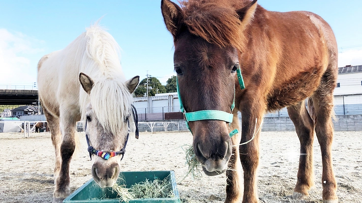 和種馬とより安全にふれあえる場所に。馬具新調や施設整備にご支援を！ 2枚目