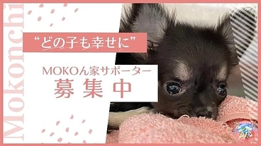 『どの子も幸せに』を目標に！MOKOん家サポーターさん募集 のトップ画像
