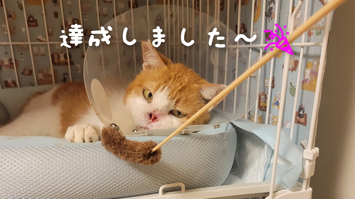 茶々丸、達成したよーーー🎉🎉🎉