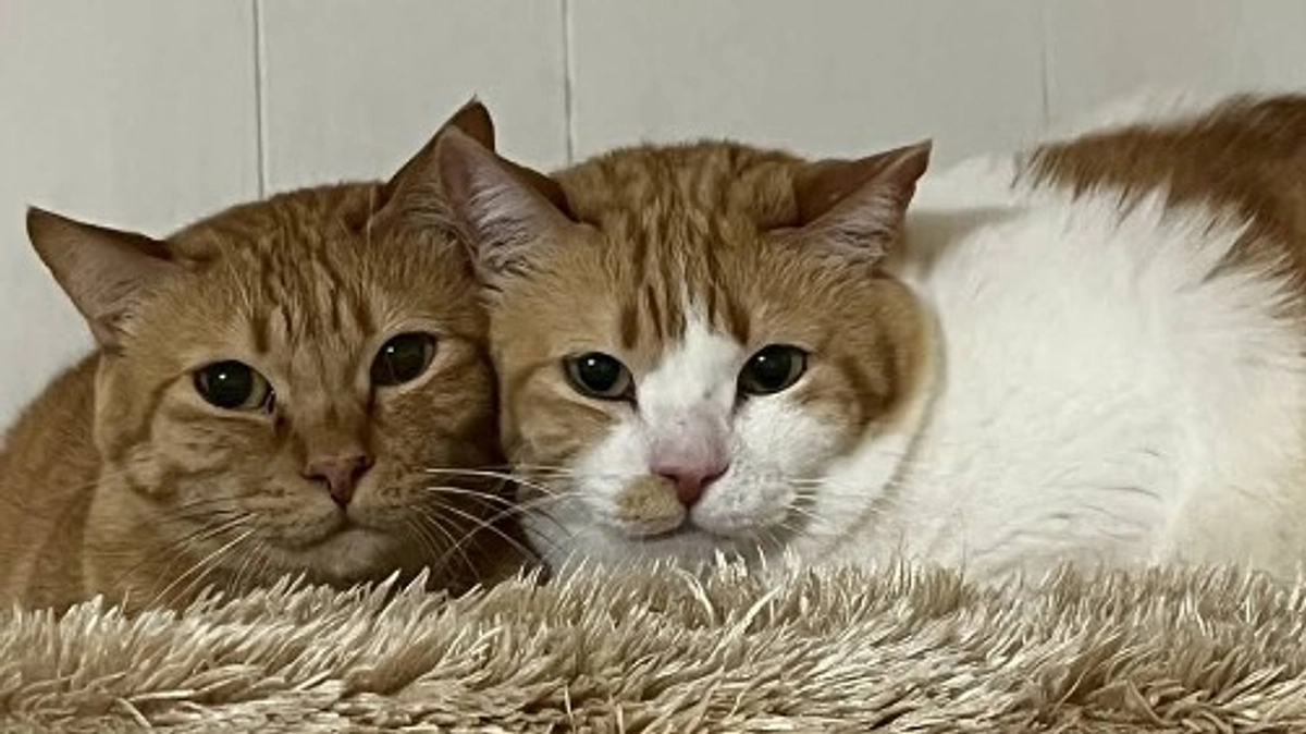 「びんごねこのおうち」への移転　〜家族みんなで新しいおうちへ〜　その5