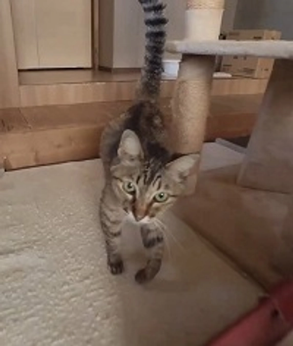 おでこごっちん　はなちゃん