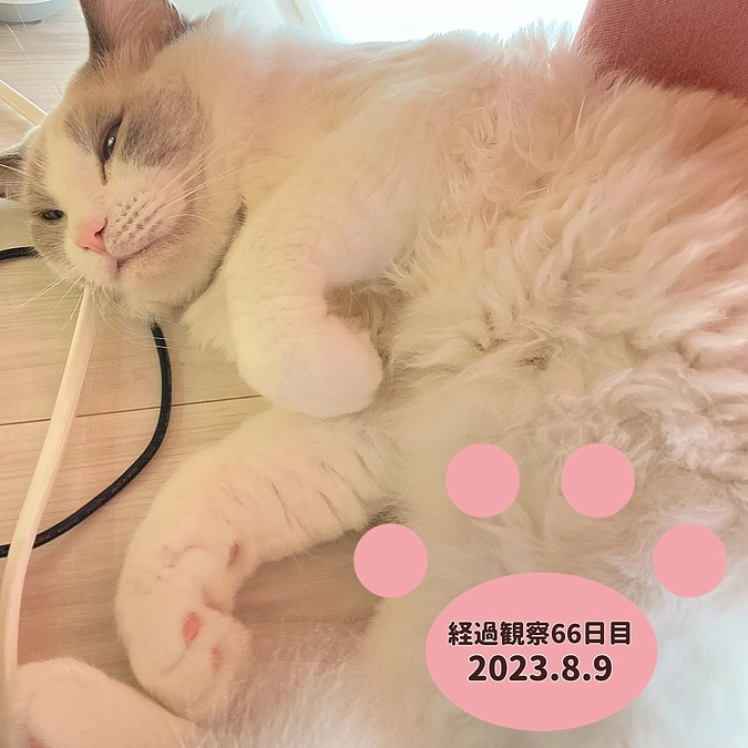 経過観察66日目(2023.8.9)