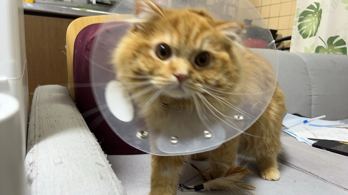 経過報告&去勢手術のお知らせ