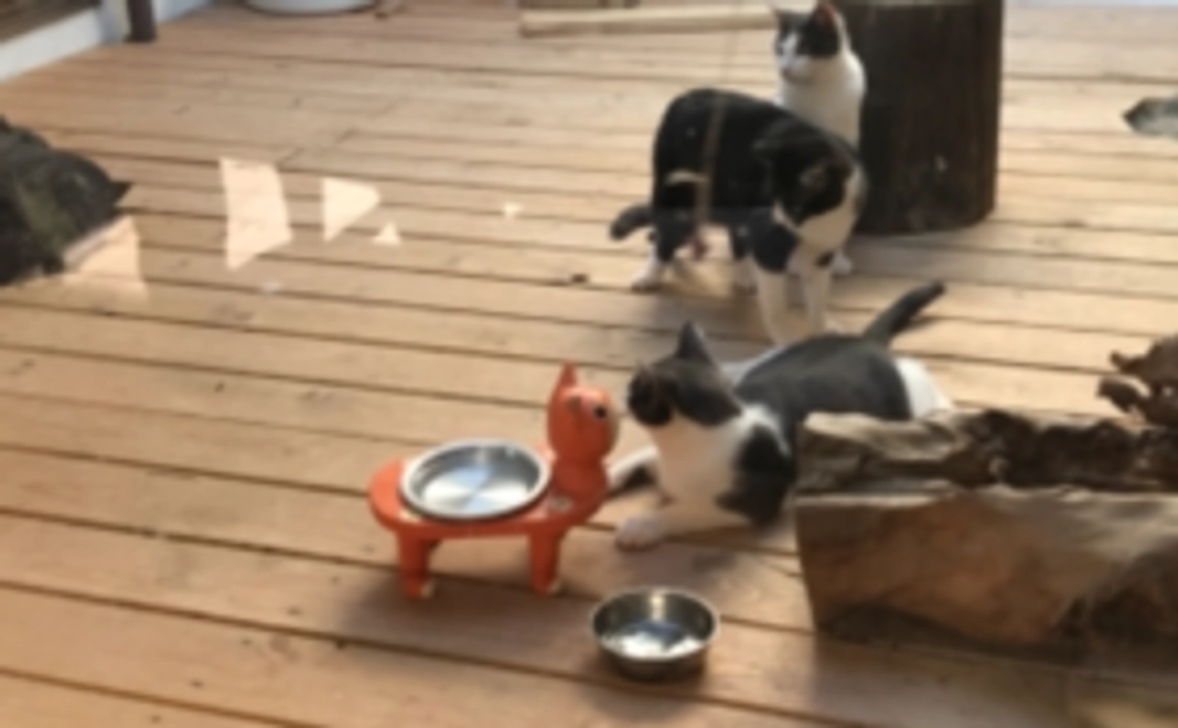 保護猫カフェバリアフリー全額応援