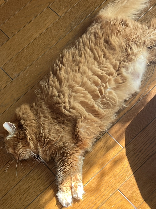 アニマルコミュニケーションで。