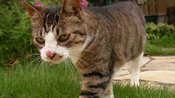 保護猫がのんびり余生を過ごせるケアハウス付きキャットランを！