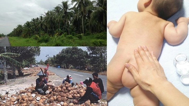 インドネシア直送!安心して使える搾りたてココナッツオイル制作