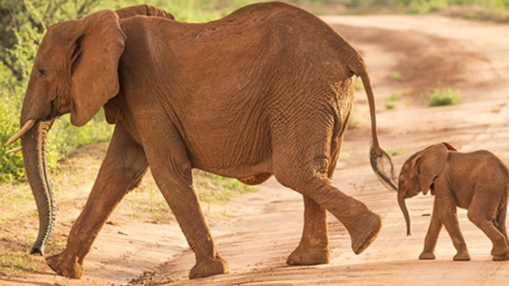 ケニアの大自然を紹介する写真展を開催し、ゾウの森を守りたい！