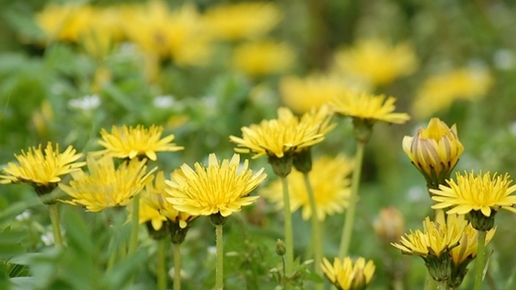 国産・有機・在来種のタンポポコーヒーを多くの女性に届けたい！
