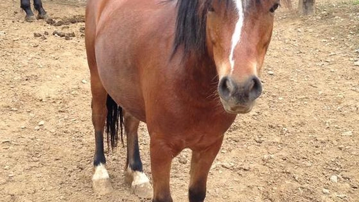 茨城県石岡市やさと地区でポニーのココアをお世話したい!