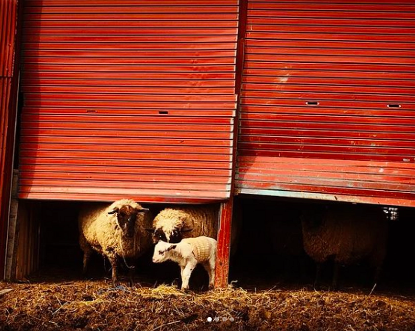 バーチャルファームツアーの配信日決定！