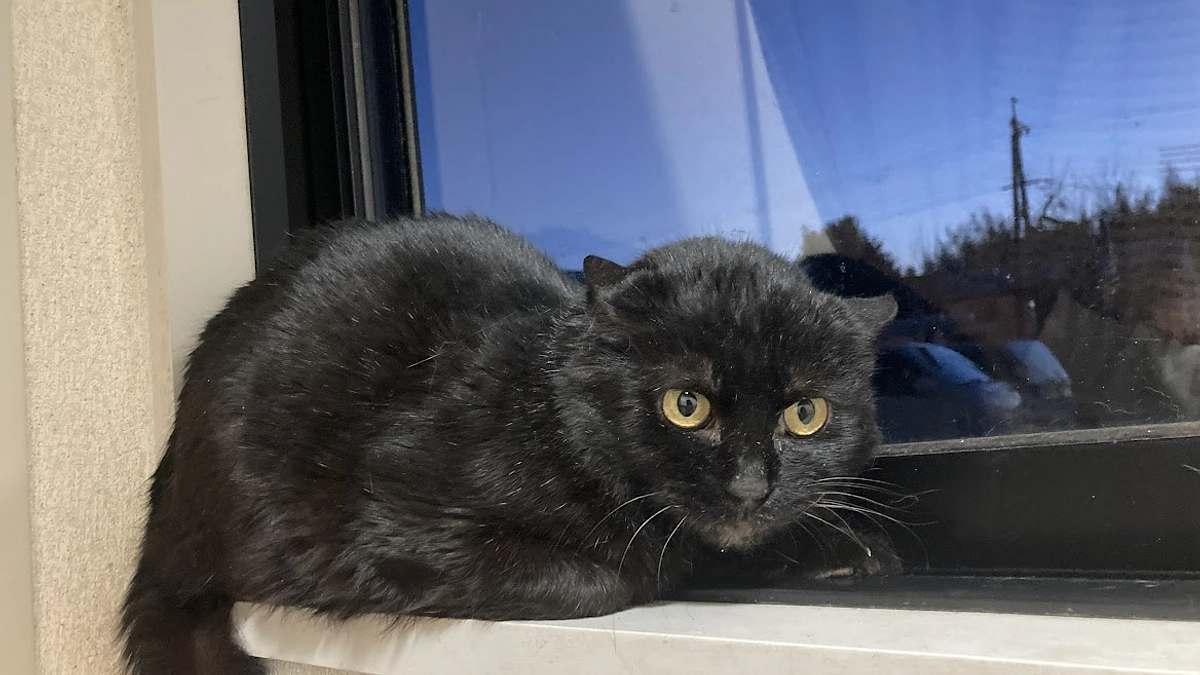 支援金額累計１万円ありがとうございます