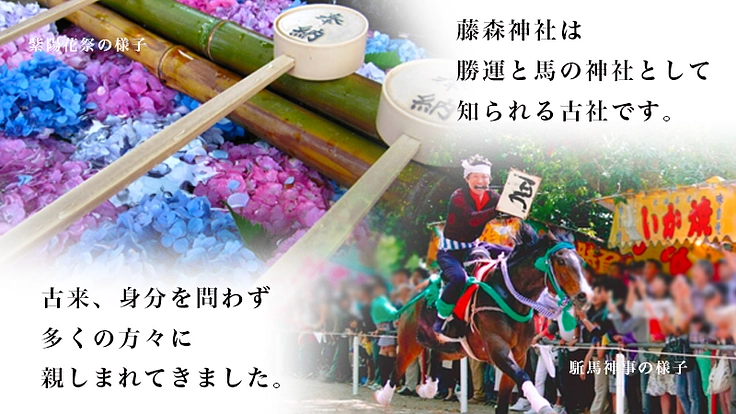 京都伏見・藤森神社~京都の古社で藤爛漫の地復活を~ 2枚目