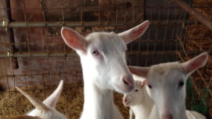 遊休農地を利用して、山形県にヤギ・ヒツジ王国をつくろう！