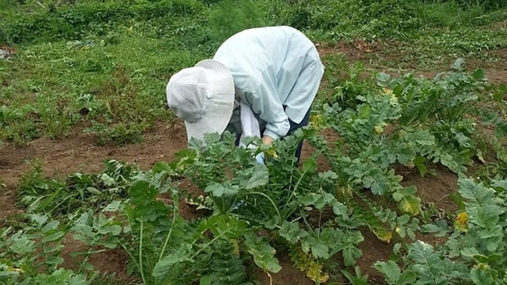 障がいを持った高齢者が収穫した野菜を漬物にして販売したい！