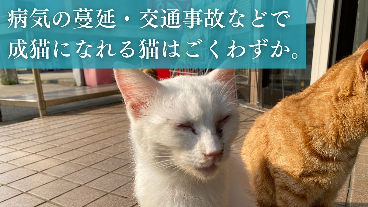 過酷な環境で暮らす猫を救う。長崎の離島「壱岐」の猫に不妊去勢手術を 3枚目