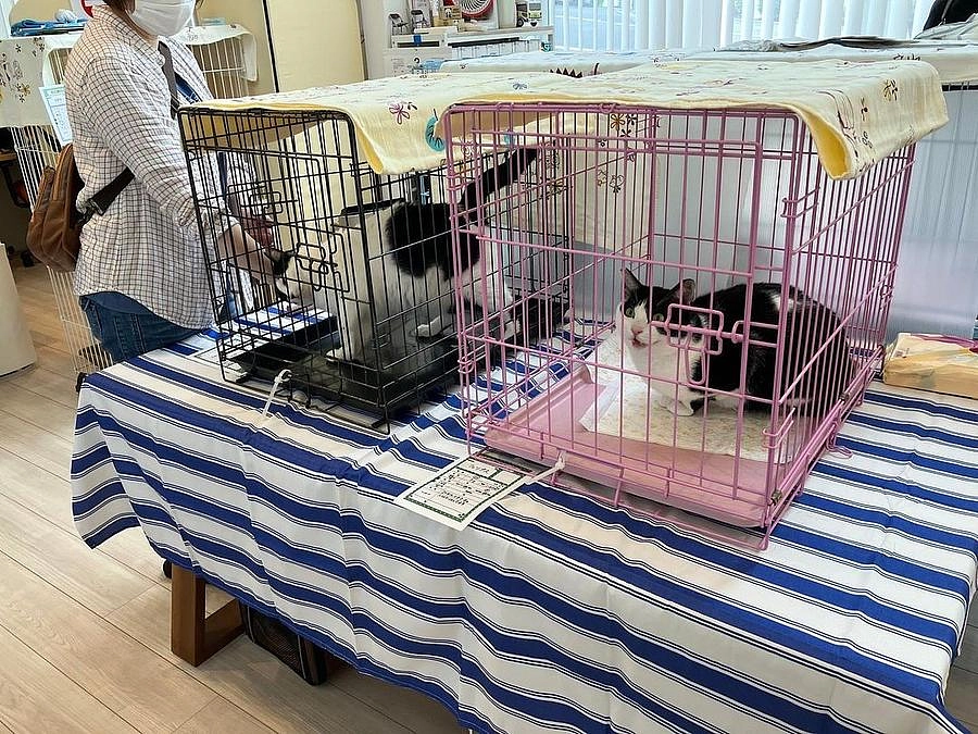 【もうすぐ30%到達！】譲渡会のご報告