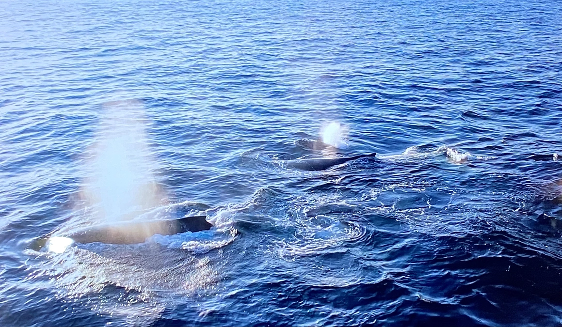 三宅島調査1日目！クジラに大接近！